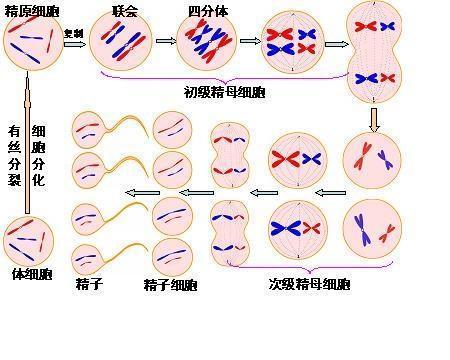 牛跟投 熬夜影响细胞减数分裂？快看看怎么补救！